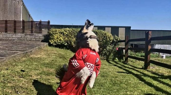 Ben from Goleen is warming up to answer the call, just in case Pat Ryan 'sits' him on the bench for the All-Ireland hurling final on Sunday. Ben would look great lifting the McCarthy Cup. Everyone in Goleen wishes the best of luck to all the Cork hurlers for Sunday’s game.