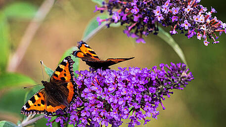 GARDENING: August can provide garden sweetener Image