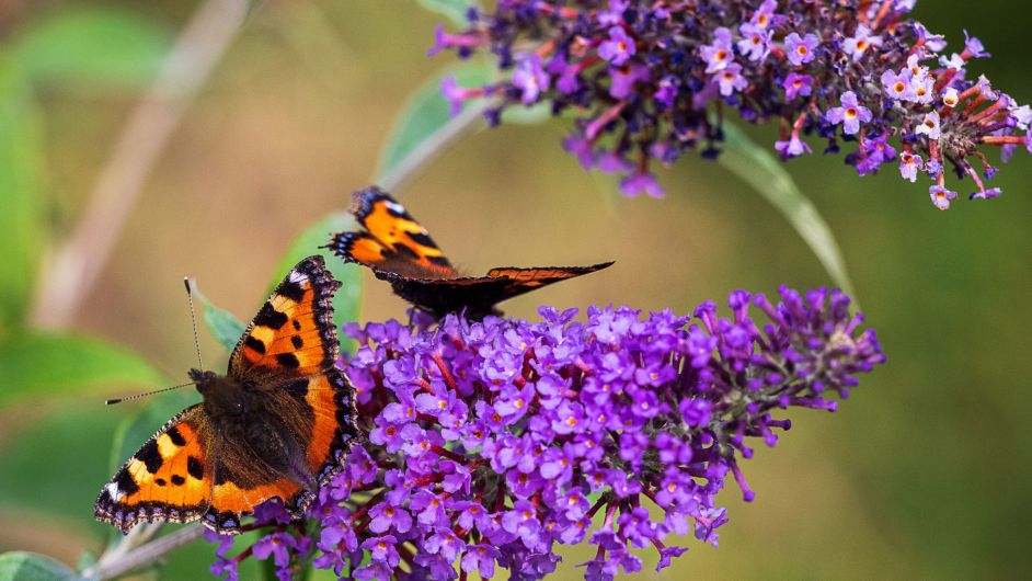 GARDENING: August can provide garden sweetener Image