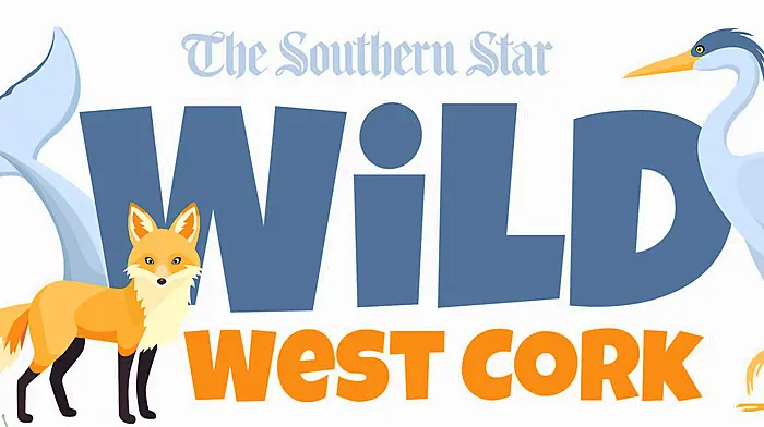 Star shortlisted for nine local media awards Image