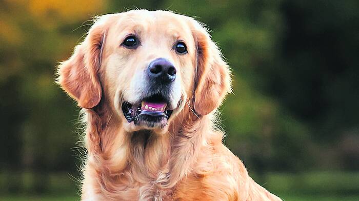 Off-lead labrador startled cat into biting its owner, judge is told Image