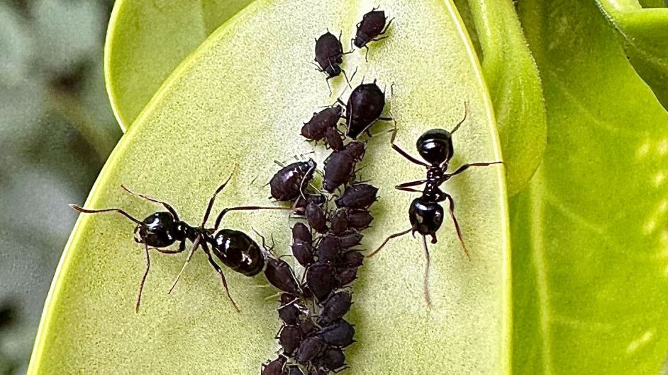 WILDLIFE: Rare ants found in Union Hall Image