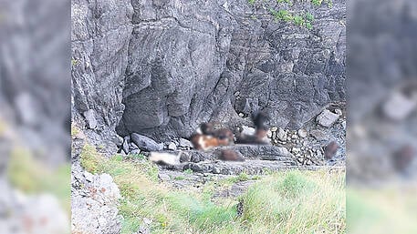 Were calves driven off Clonakilty cliffs? Image