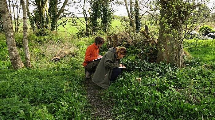 Sketching, foraging and dyeing at Bantry festival workshops Image