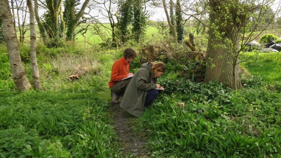 Sketching, foraging and dyeing at Bantry festival workshops Image