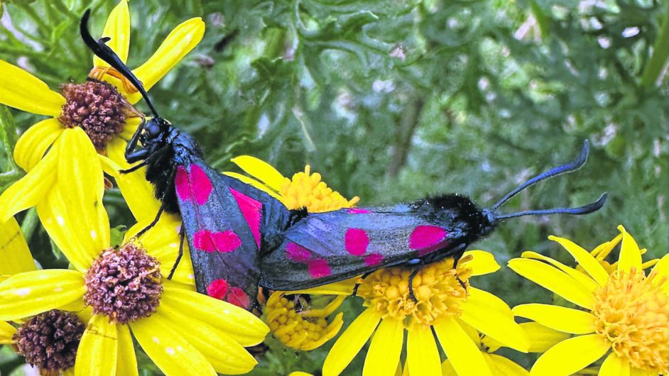 Pretty but poisonous: West Cork’s toxic creatures Image