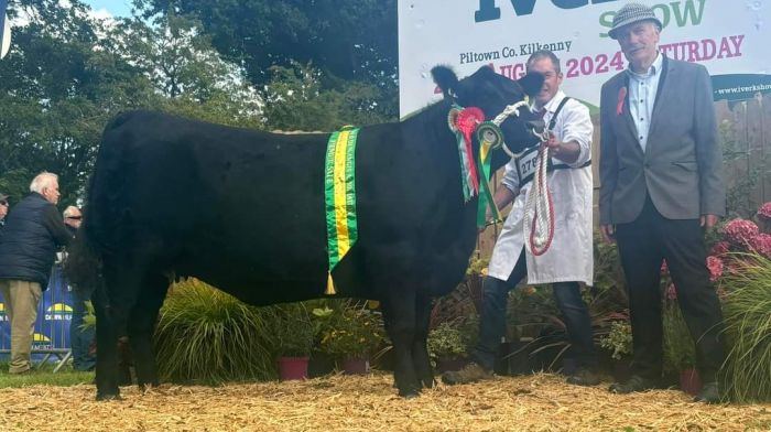 Deelish Precious, after winning the overall championship in Iverk Show in Co Kilkenny last Saturday, with Michael Dullea and judge Derek Lovell.