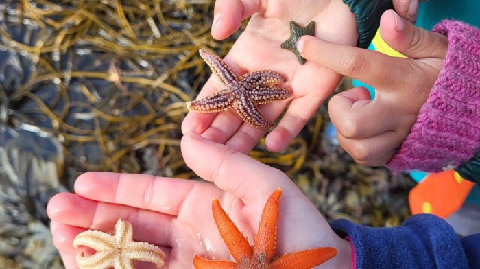 Rock pooling treasures found on the shore at Gearhies at a seashore event led by Dolf D’hondt and Julia Cooper during the Ellen Hutchins Festival.