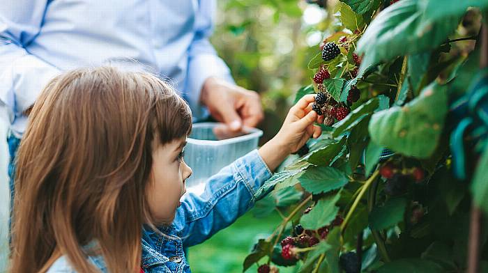 EMMA CONNOLLY: A la carte camping is just the berries Image