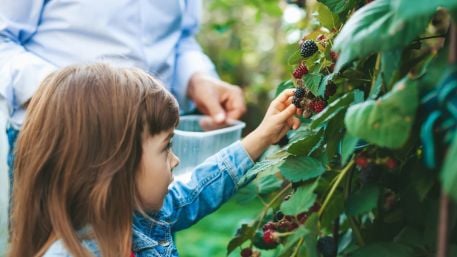 EMMA CONNOLLY: A la carte camping is just the berries Image