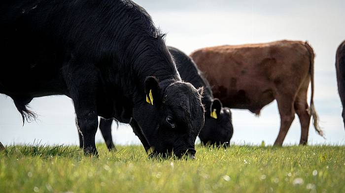 Concern as outbreaks of ‘frequently fatal’ blackleg are reported in south Image