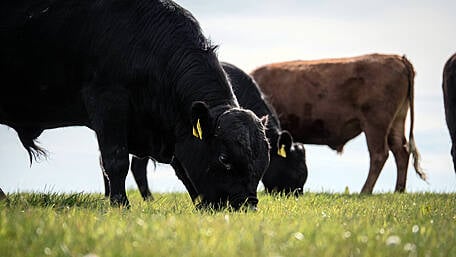 Concern as outbreaks of ‘frequently fatal’ blackleg are reported in south Image