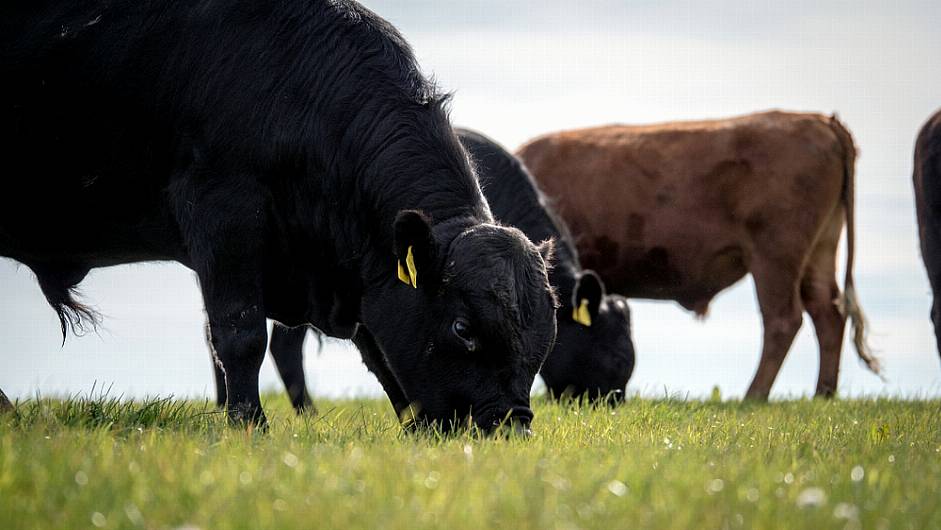 Concern as outbreaks of ‘frequently fatal’ blackleg are reported in south Image