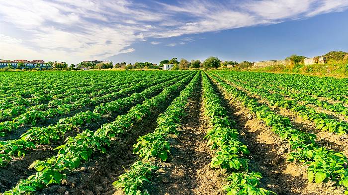 Breaking: Warning over weather that may lead to potato blight Image