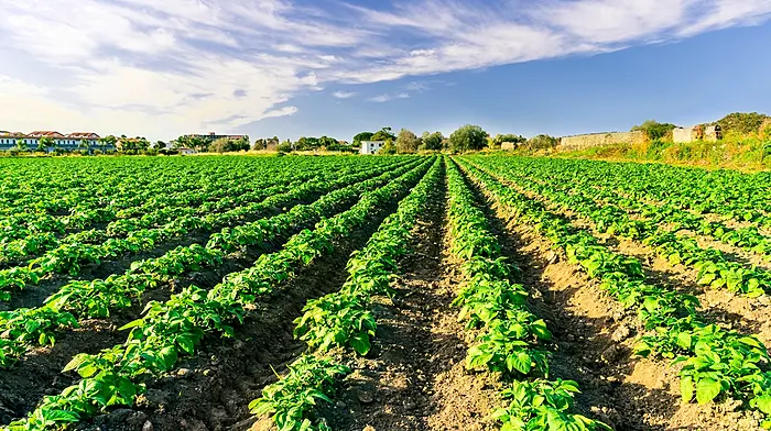 Breaking: Warning over weather that may lead to potato blight Image