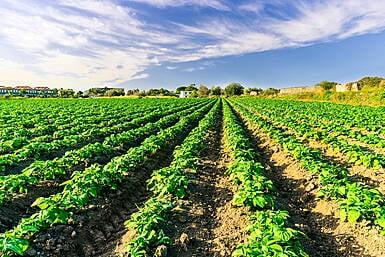 Breaking: Warning over weather that may lead to potato blight Image