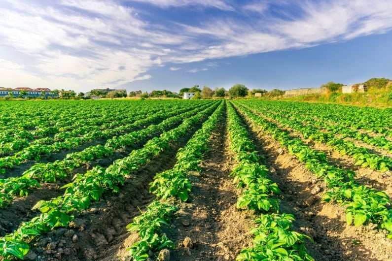 Breaking: Warning over weather that may lead to potato blight Image