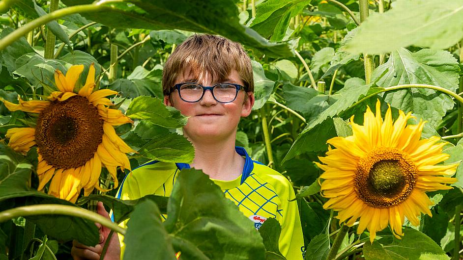 Sunflowers bloom for Marymount Image