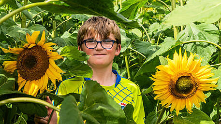 Sunflowers bloom for Marymount Image