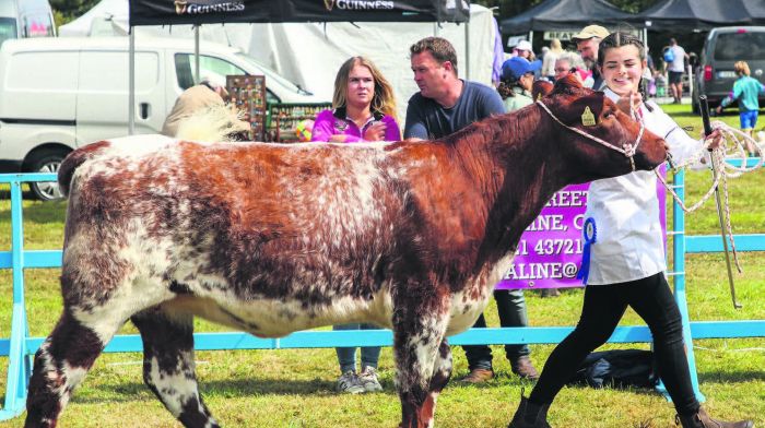 Zoe Salter showing her Shorthorn heifer at the annual agricultural show that was held in
Ballygarvan. (Photo: David Creedon)