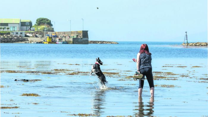 Rose Grandon from Glounthaune playing with her two dogs Falco and Arlo in the sea at Gortalassa on the Goat’s Path
outside Bantry. (Photo: David Creedon)