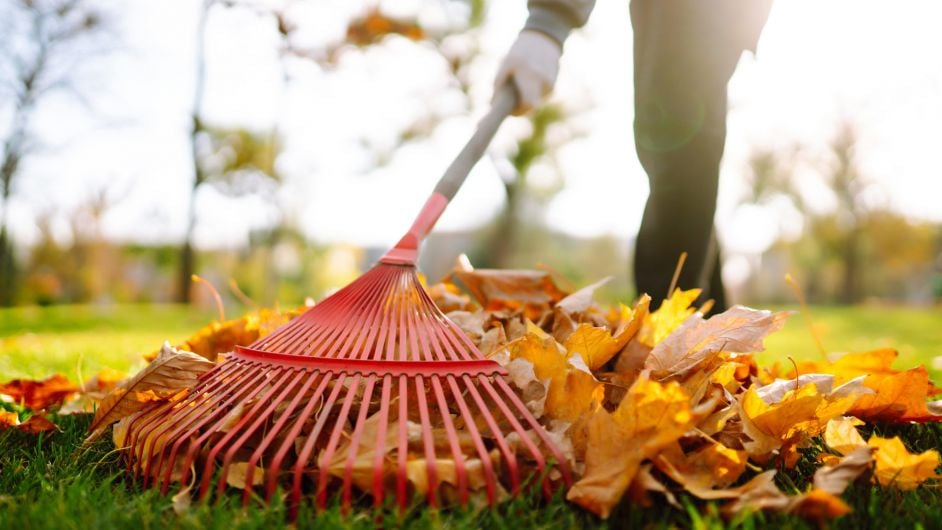 Make your garden look good for the autumn Image