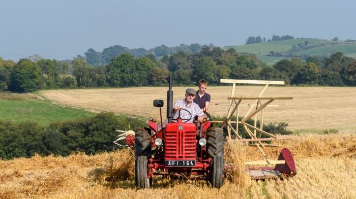 Charlie Patterson from Ballinacarriga, Dunmanway and Killian Kingston from Milleennagun, Dunmanway harvesting oats  at Kilvinane wind farm west of Ballineen for Ballygurteen threshing and tractor run which takes place later in the year. (Photo: David Patterson)