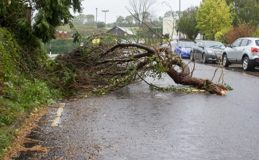 Power cuts and fallen trees as heavy rains batter West Cork Image