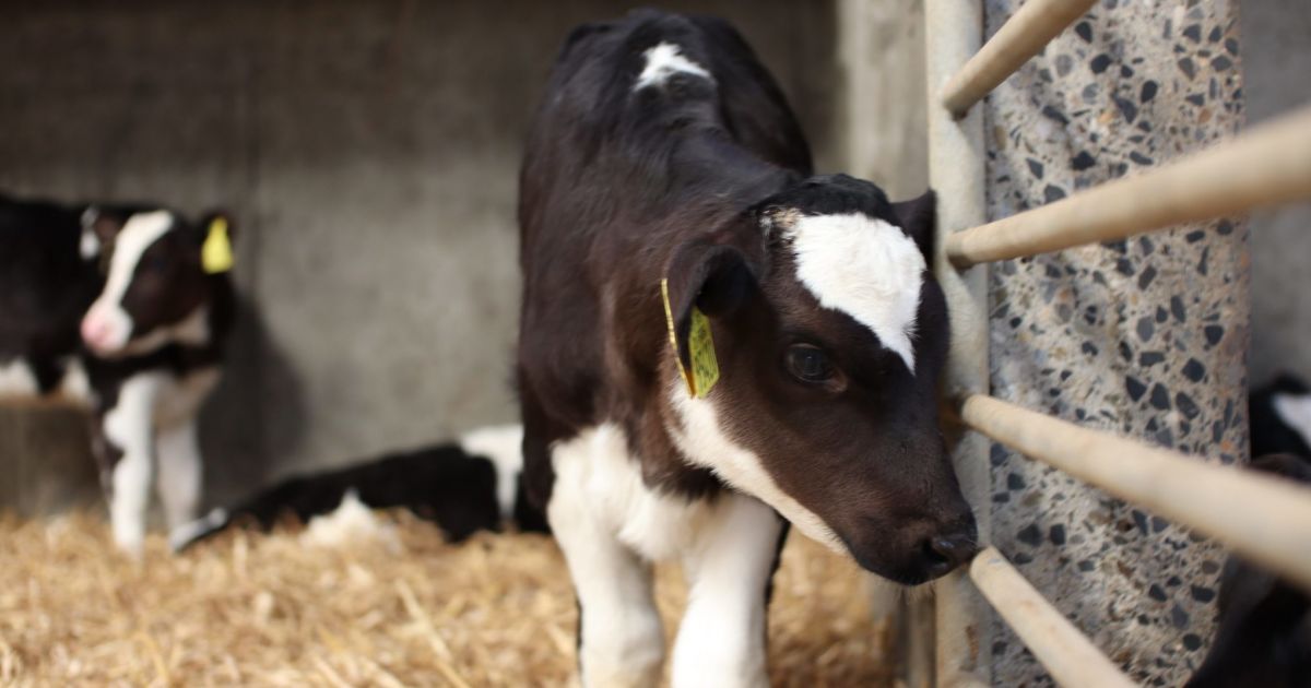 West Cork farms to host dairy-beef demonstration events | Southern Star