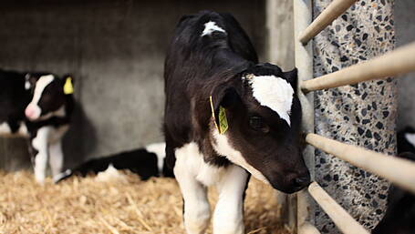 West Cork farms to host dairy-beef demonstration events Image