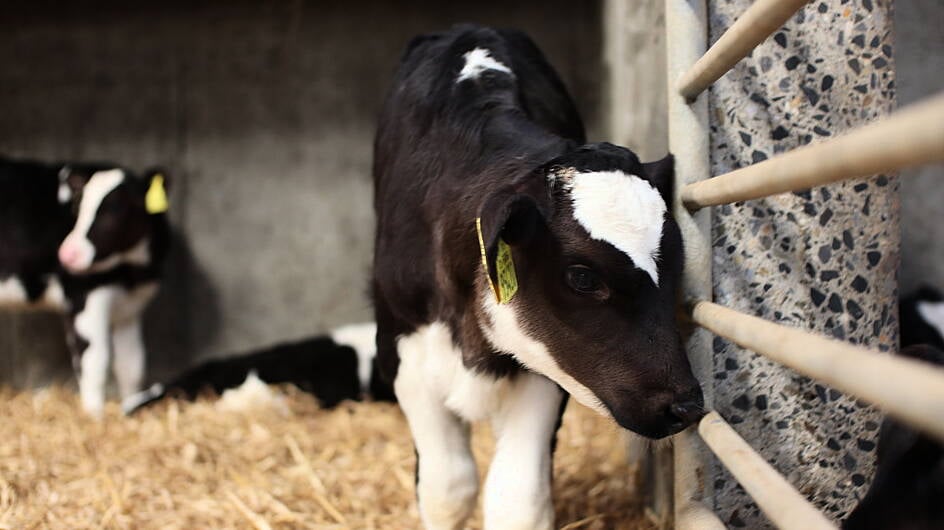 West Cork farms to host dairy-beef demonstration events Image