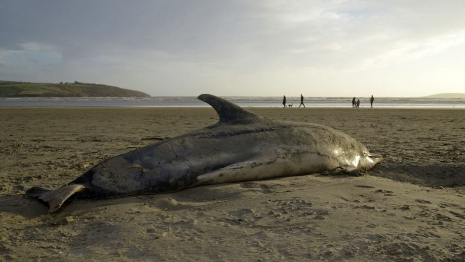 Dolphin one of ‘hundreds’ washing up every year Image