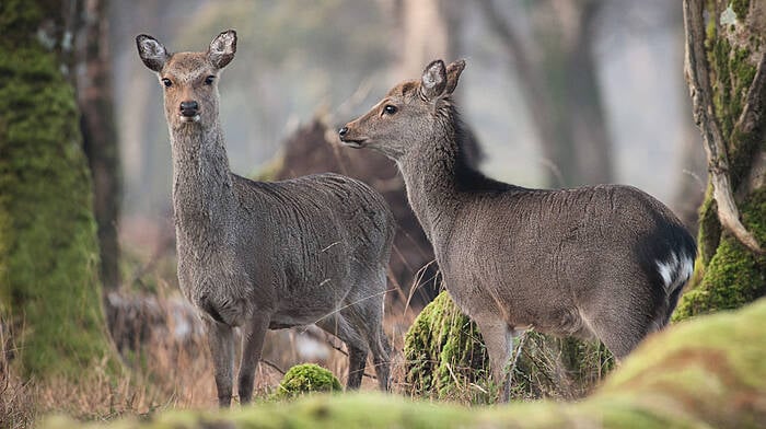 Wild deer 'management units' are on the way to West Cork Image