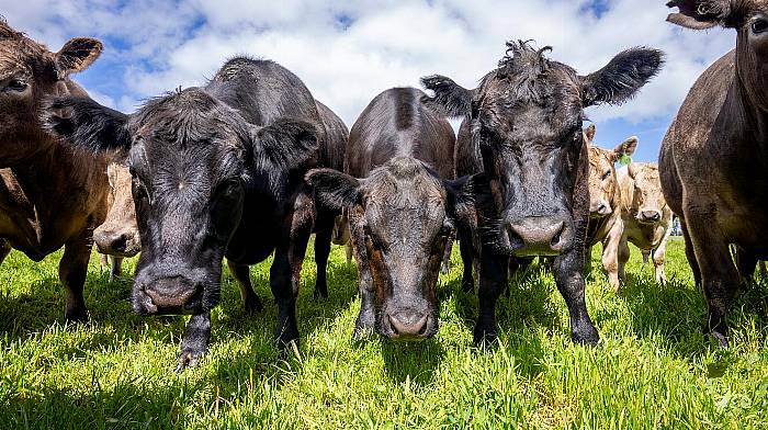 West Cork farmers show huge interest in joining new Wagyu beef programme Image