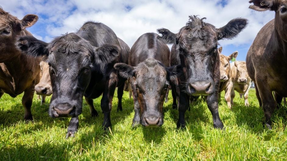 West Cork farmers show huge interest in joining new Wagyu beef programme Image