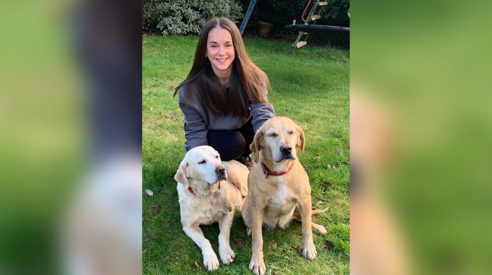 Mystery abounds after labradors come home after a ‘lost’ fortnight Image