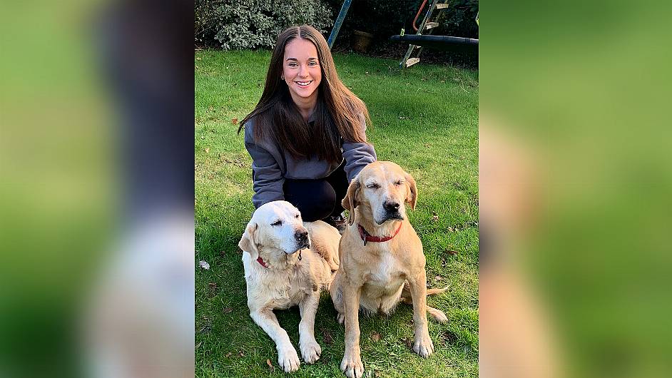 Mystery abounds after labradors come home after a ‘lost’ fortnight Image