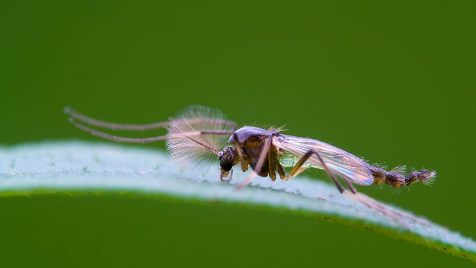 Farmers urged to be vigilant of Schmallenberg virus outbreak Image