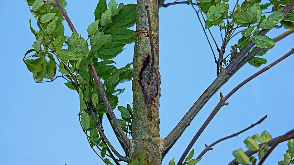 Funding call as storms shine light on extent of ash dieback Image