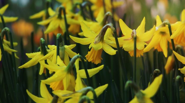 TELL ME ABOUT ... Bandon concert to mark Daffodil Day Image