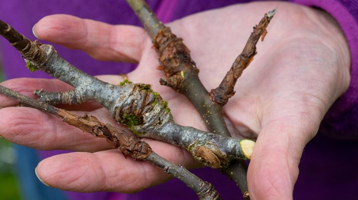 GARDENING: Prepare to prune when temperatures rise Image