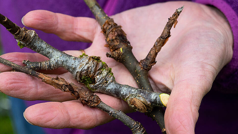 GARDENING: Prepare to prune when temperatures rise Image