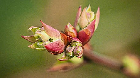 GARDENING: Garden's hardiest plants show spring signs Image