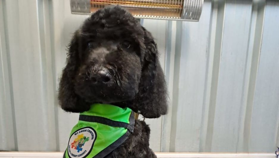 Therapy puppy Ultan is capturing the hearts of all at St Brogan’s in Bandon Image