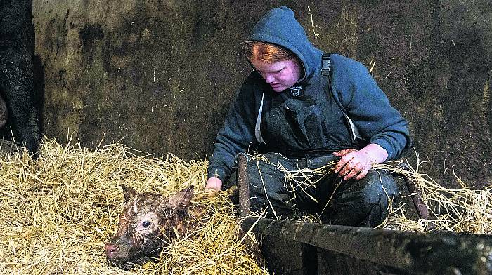 Calving season brings new life and new challenges to farms Image