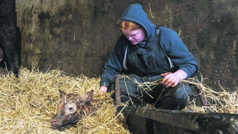 Calving season brings new life and new challenges to farms Image