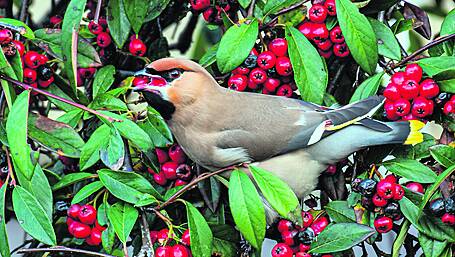 Reader’s Picture of the Week Image