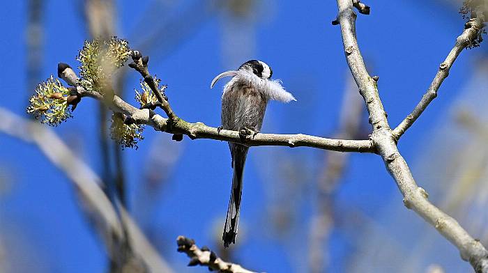 WILDLIFE: Nesting birds are a joy to see Image