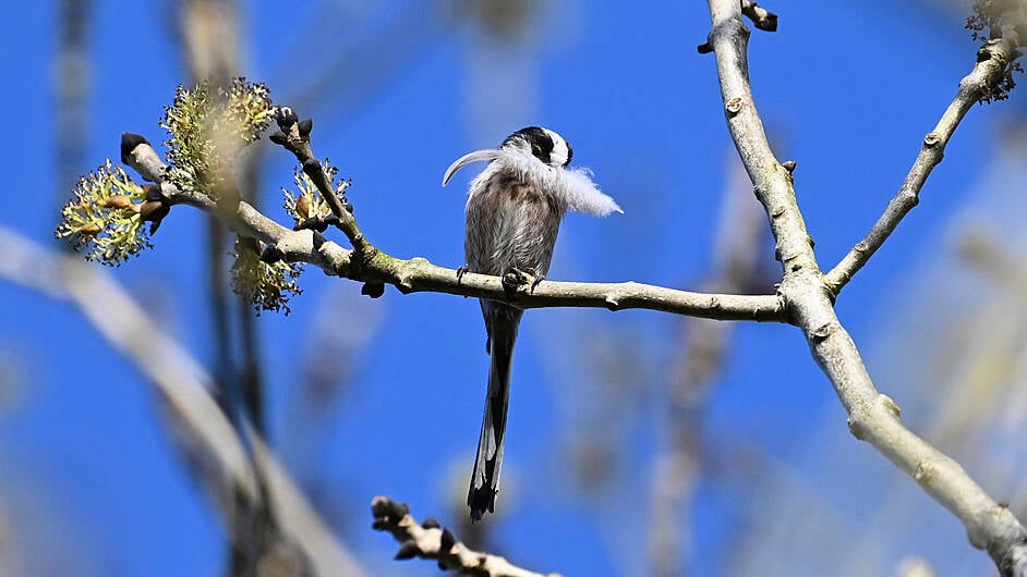 WILDLIFE: Nesting birds are a joy to see Image