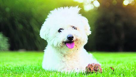 Owner ‘distressed’ after bichon frise killed by pitbull on Bandon street Image